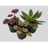 PEPEROMIA MINI P06 VARIADO