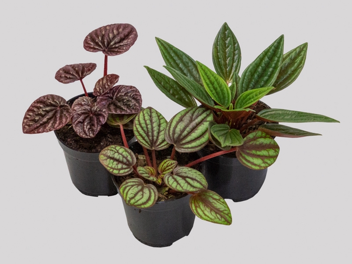 PEPEROMIA MINI P06 VARIADO