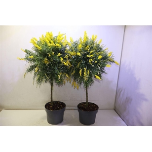 Genista X Sp Op Stam