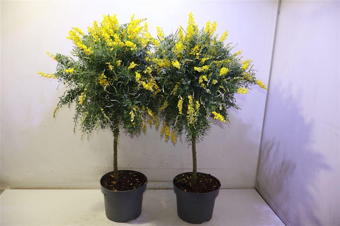 <h4>Genista X Sp</h4>