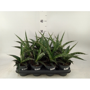 Sansevieria trifa.   ...