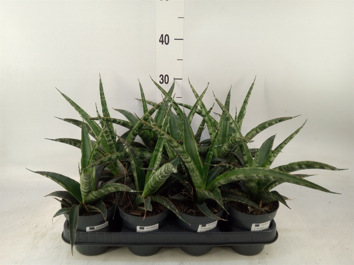 <h4>Sansevieria trifa.   ...</h4>