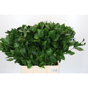 RUSCUS HYPOPHYLLUM