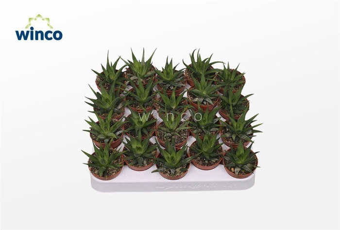 Haworthia Fasciata Concolor