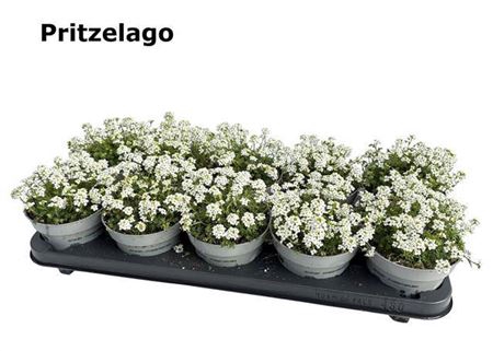 <h4>Pritzelago Alpina Ice Cube</h4>