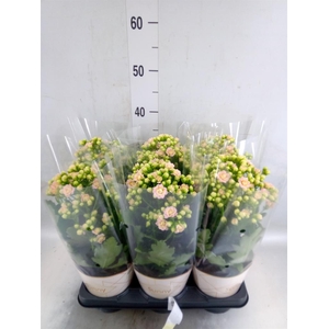 Kalanchoe  'MoreFlow Sunny Pink'