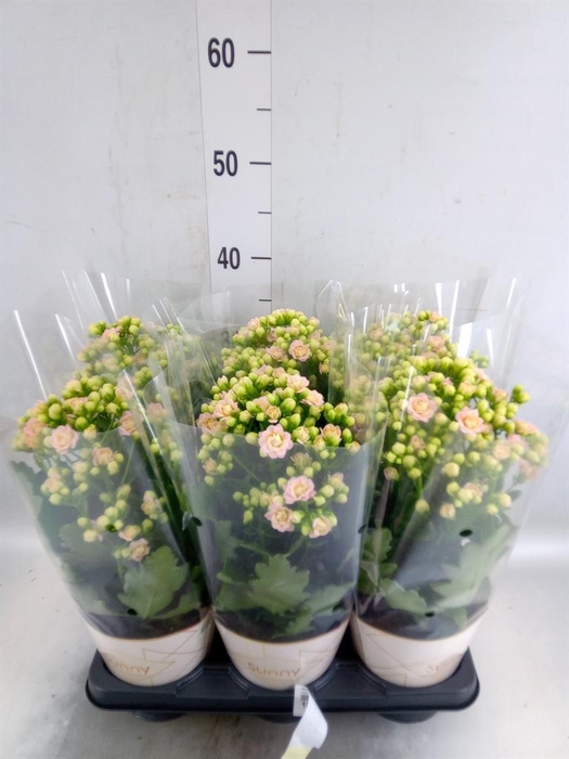 <h4>Kalanchoe  'MoreFlow Sunny Pink'</h4>