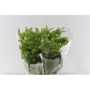 Fr En Diamond River White