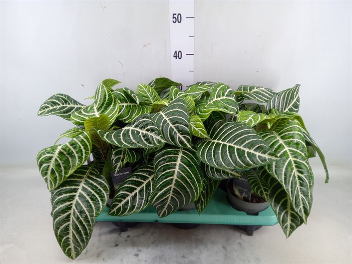 <h4>Aphelandra squar. 'Botanica'</h4>