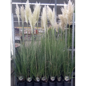 Cortaderia sell. 'Pumila'