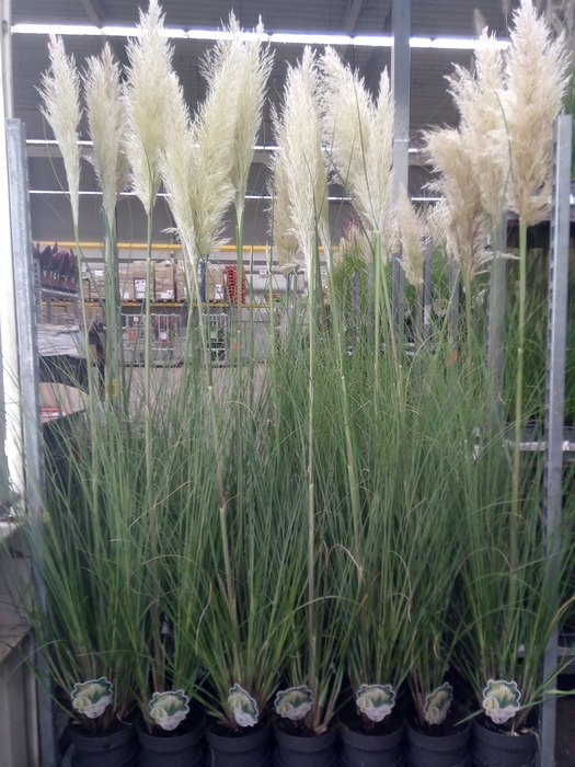 Cortaderia sell. 'Pumila'