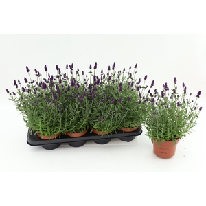 Lavandula Ang. Blue