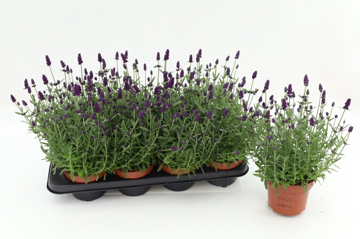 <h4>Lavandula Ang. Blue</h4>
