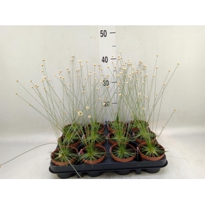 Synchonanthus  'Mikado'