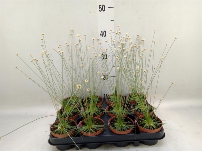 <h4>Synchonanthus  'Mikado'</h4>