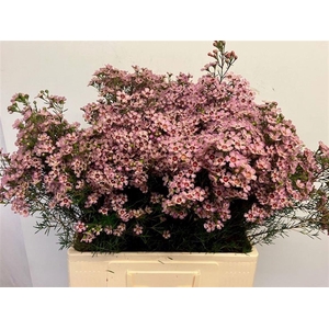 CHAME UN JUPITER SOL