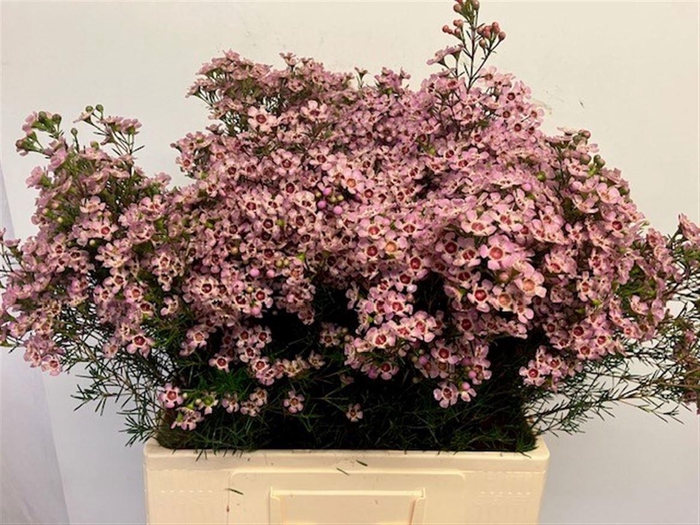 <h4>CHAME UN JUPITER SOL</h4>