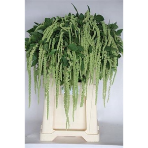 Amar Ca Green Cord