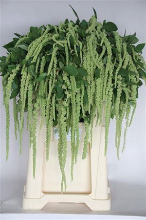 <h4>Amar Ca Green Cord</h4>