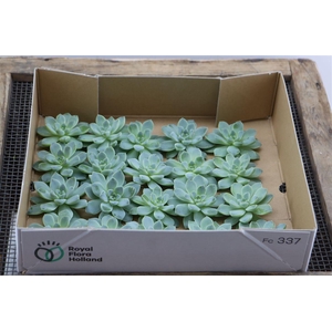 Echeveria Albicans Klein X20