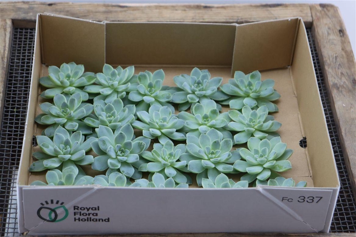 <h4>Echeveria Albicans Klein X20</h4>