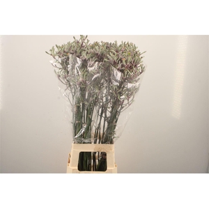 Anigozanthos Lilac Queen