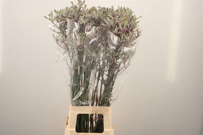 <h4>Anigozanthos Lilac Queen</h4>