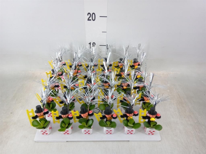 <h4>Arr. Succulents L%</h4>