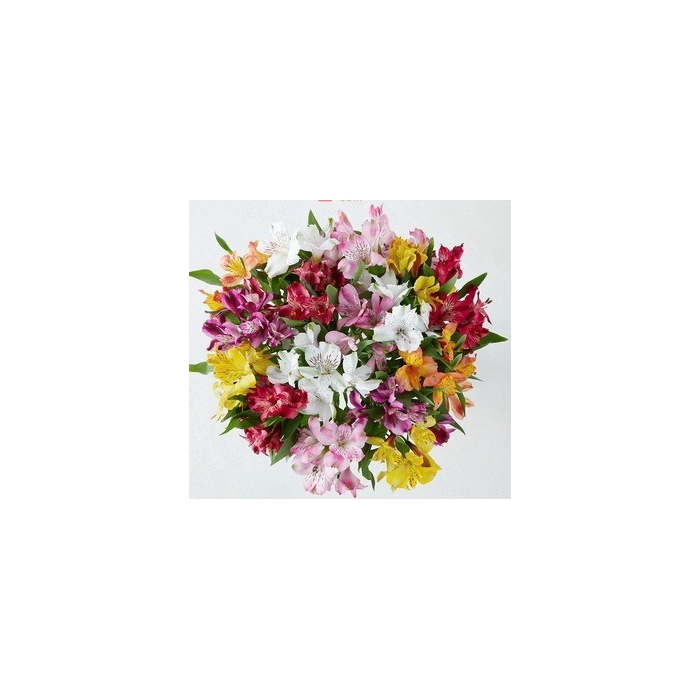 <h4>ALSTR ASSORTED 60CM</h4>