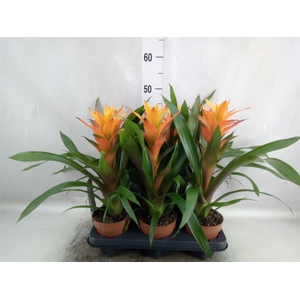 Guzmania  'Variada'