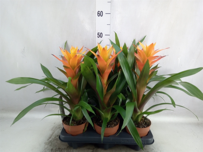 <h4>Guzmania  'Variada'</h4>