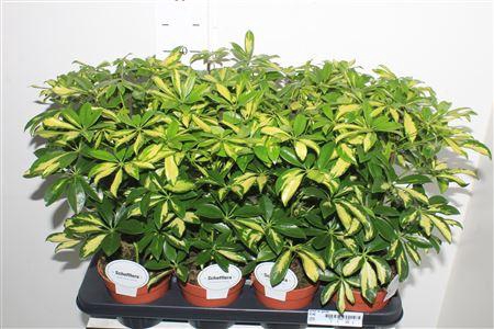 <h4>Schef Ar Gerda</h4>