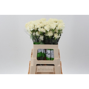 Di St Rodas creme 60cm