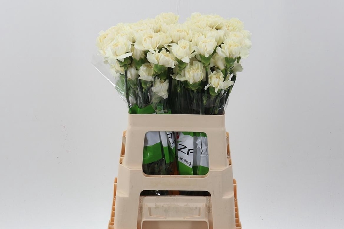 <h4>Di St Rodas creme 60cm</h4>