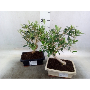 Bonsai   ...