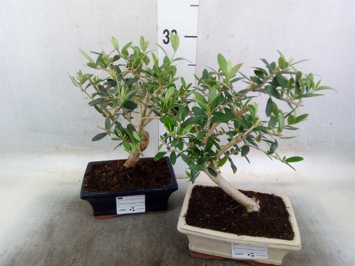 <h4>Bonsai   ...</h4>