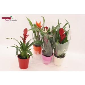 BROMELIA GEM