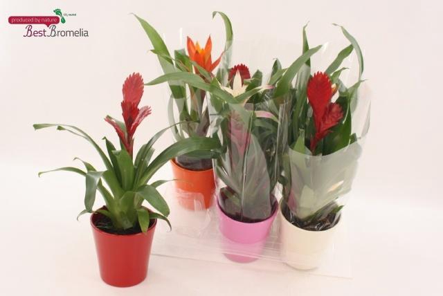 BROMELIA GEM