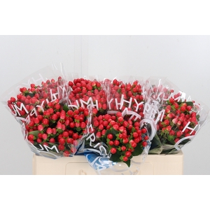 Hyp Coco Rio Rood
