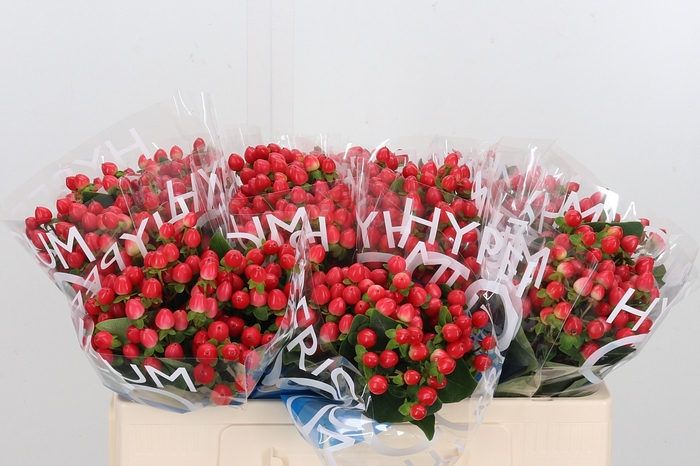 <h4>Hyp Coco Rio Rood</h4>