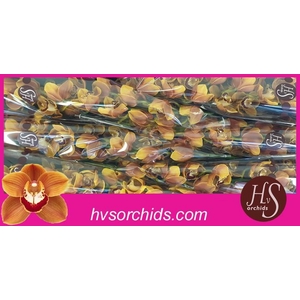 CYMB T RENE S WISH 50 CM