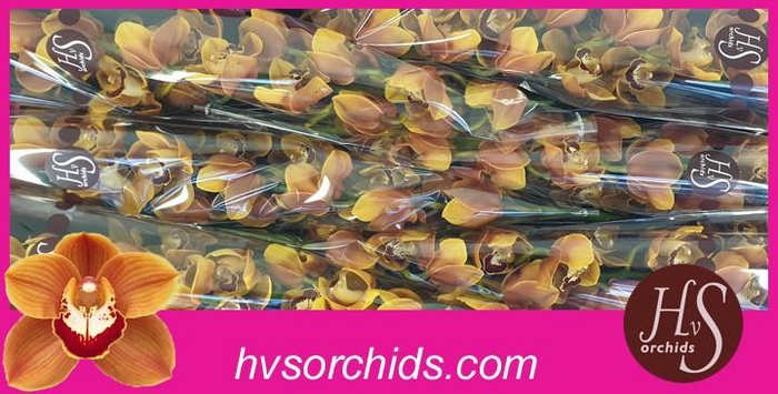 <h4>CYMB T RENE S WISH 50 CM</h4>