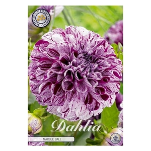 Dahlia Marble Ball x1 l