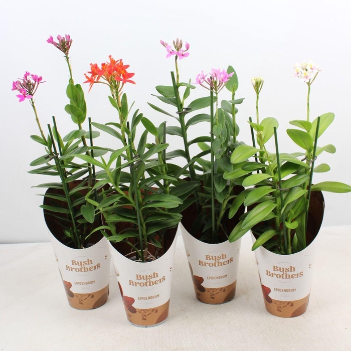 <h4>Epidendrum 2 tak kort mix</h4>