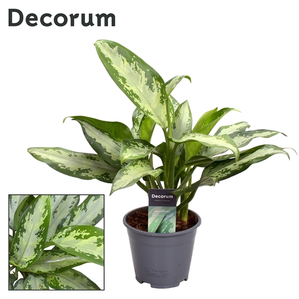 <h4>Aglaonema Jubilee Petit (Decorum)</h4>