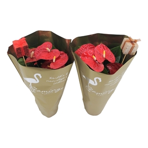 Anthurium XL.9 Jambo Red 14cm in gouden hoes met cadeautjes bijsteker