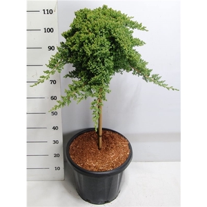 Juniperus procumbens 'Nana'