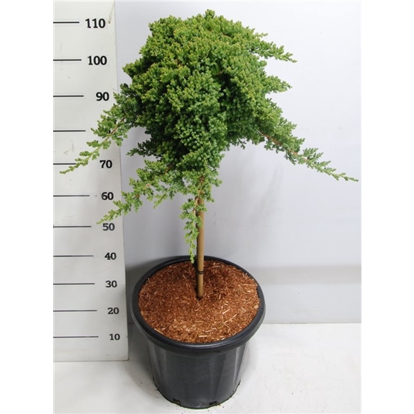 <h4>Juniperus procumbens 'Nana'</h4>