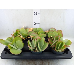 Kalanchoe NF thyrsiflora