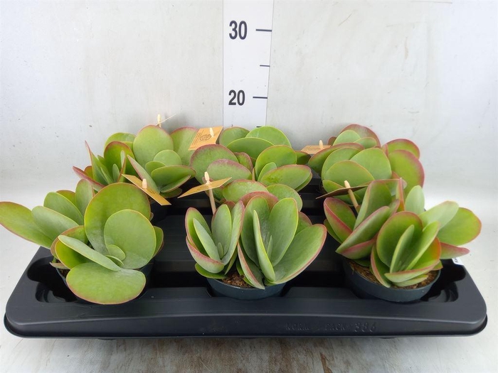 <h4>Kalanchoe NF thyrsiflora</h4>